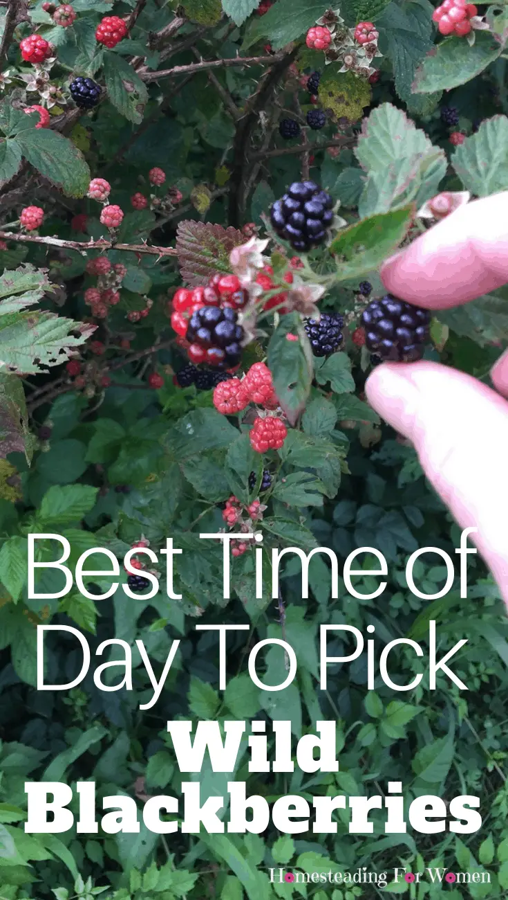 Best Time of Day To Pick Wild Blackberries