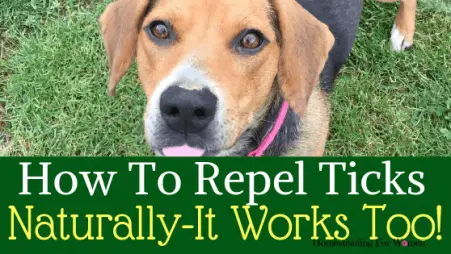 How to repel ticks naturally on your homestead that really works-min