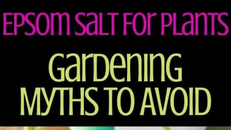 Epsom Salt For Plants -Gardening Myths To Avoid Now