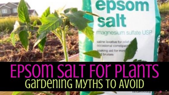 Epsom Salt For Plants -Gardening Myths To Avoid