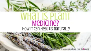 What Is Plant Medicine? - Homesteading for women