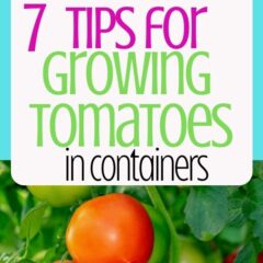7 Tips for Growing Tomatoes In Containers Pin