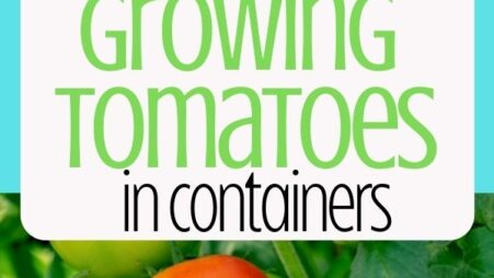 7 Tips for Growing Tomatoes In Containers Pin
