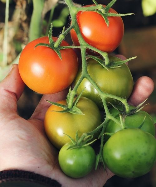 7 Tips for Growing Tomatoes In Containers