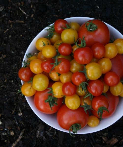 Growing Tomatoes In Containers