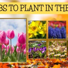 7 Bulbs To Plant In The Fall