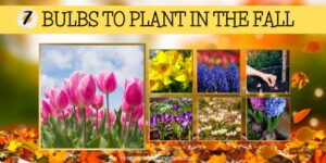 7 BULBS TO PLANT IN THE FALL FOR PRETTY FLOWERS IN YOUR GARDEN NEXT SPRING