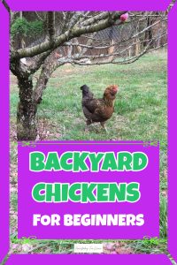 Backyard Chickens For Beginners -Getting Started Guide