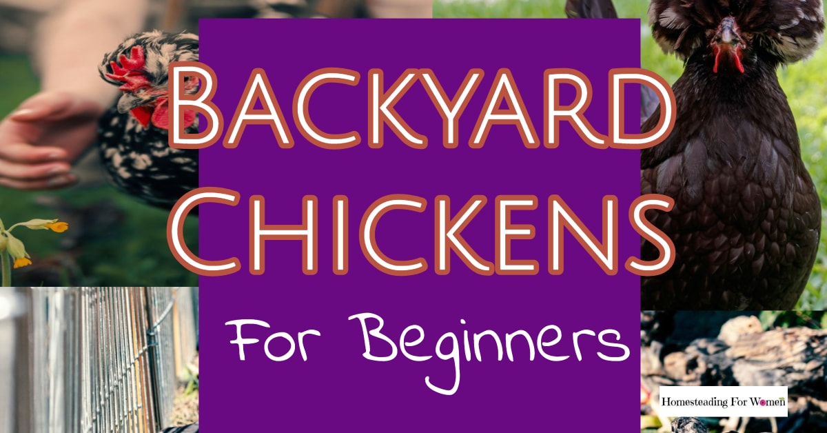 Backyard Chickens For Beginners Homesteadingforwomen