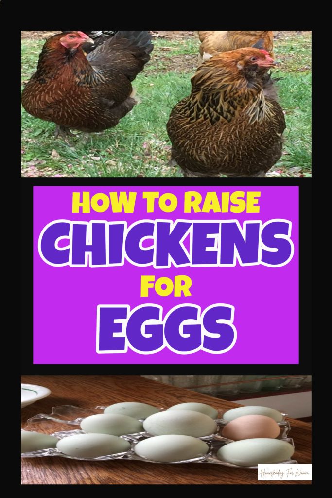 Backyard Chickens For Beginners Getting Started Guide