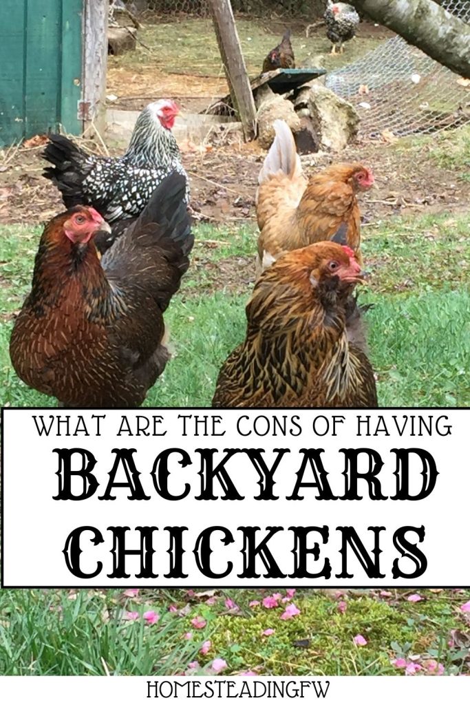 What Are The Disadvantages Of Keeping Chickens?