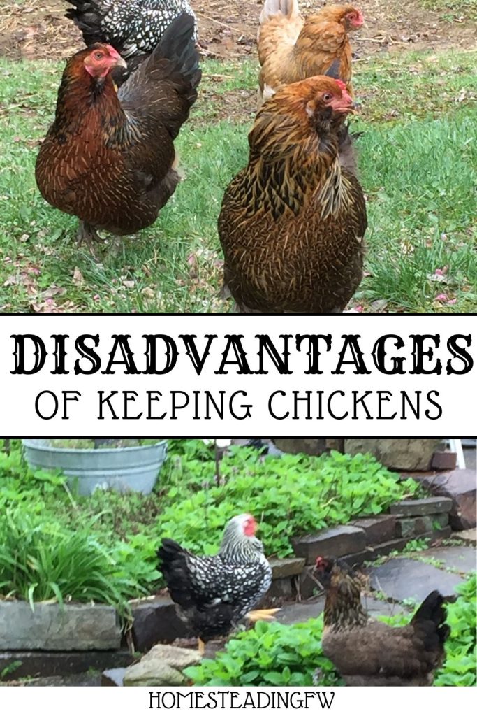 What Are The Disadvantages Of Keeping Chickens?