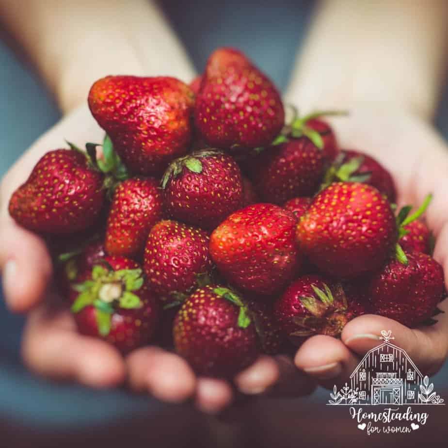 Raised Beds For Growing Strawberries