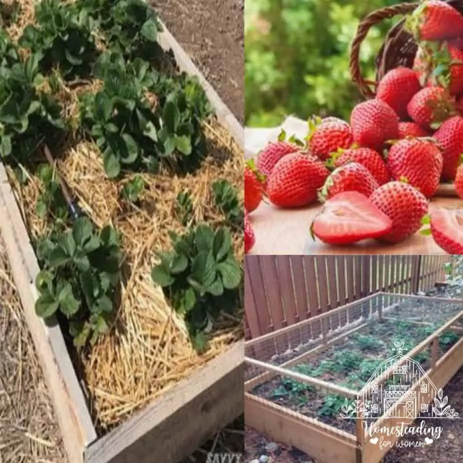 The Ultimate Guide To Building Raised Beds For Strawberry Plants