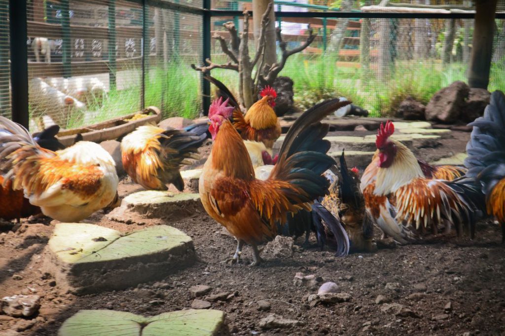 How to Keep Chickens Cool in the Summer