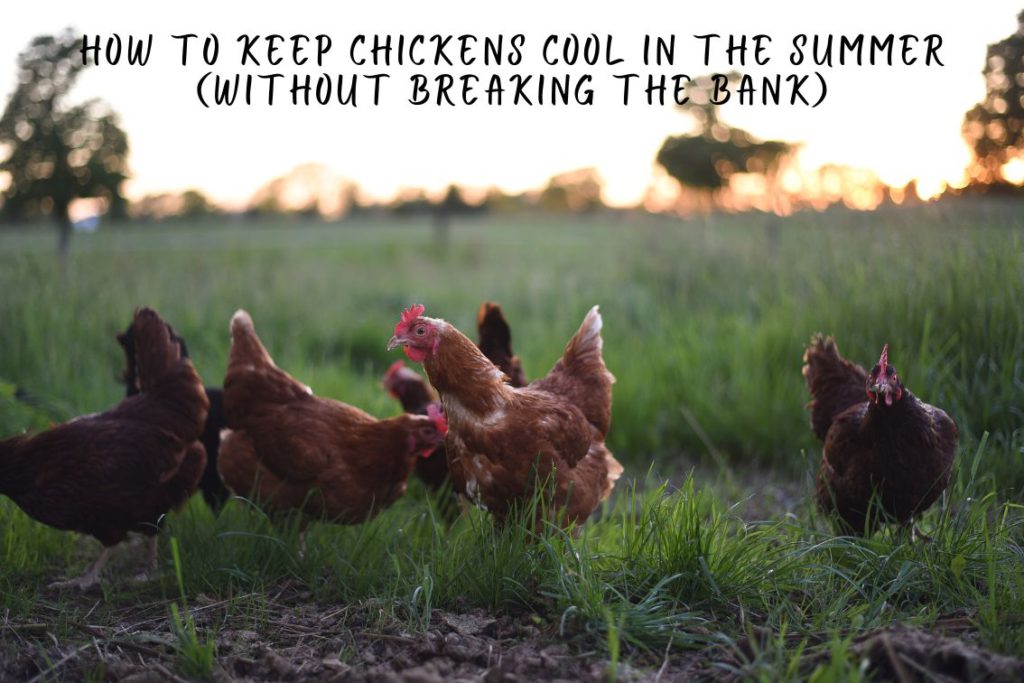 How to Keep Chickens Cool in the Summer (Without Breaking the Bank)